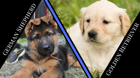German Shepherd vs Golden Retriever – Which Dog is Best for You? –  BarkBlaster