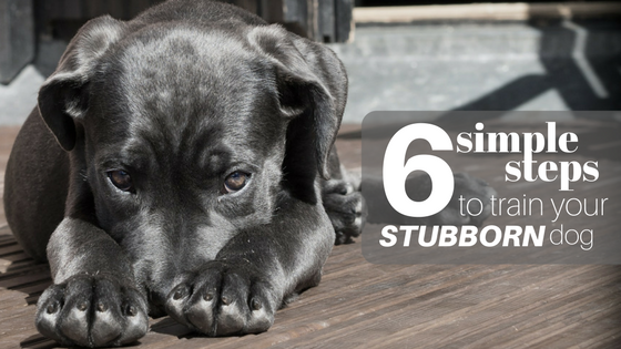 how to train your stubborn dog