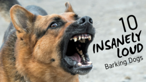 10 insanely loud barking dogs