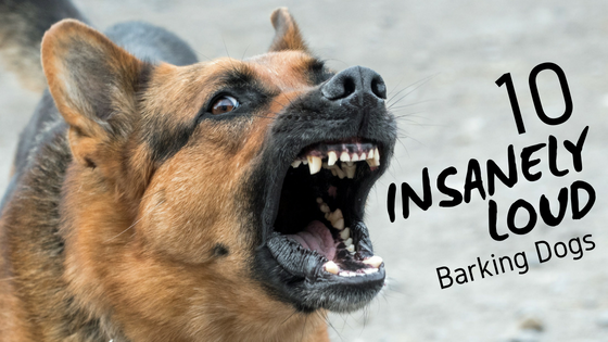 what dog breed has the scariest bark